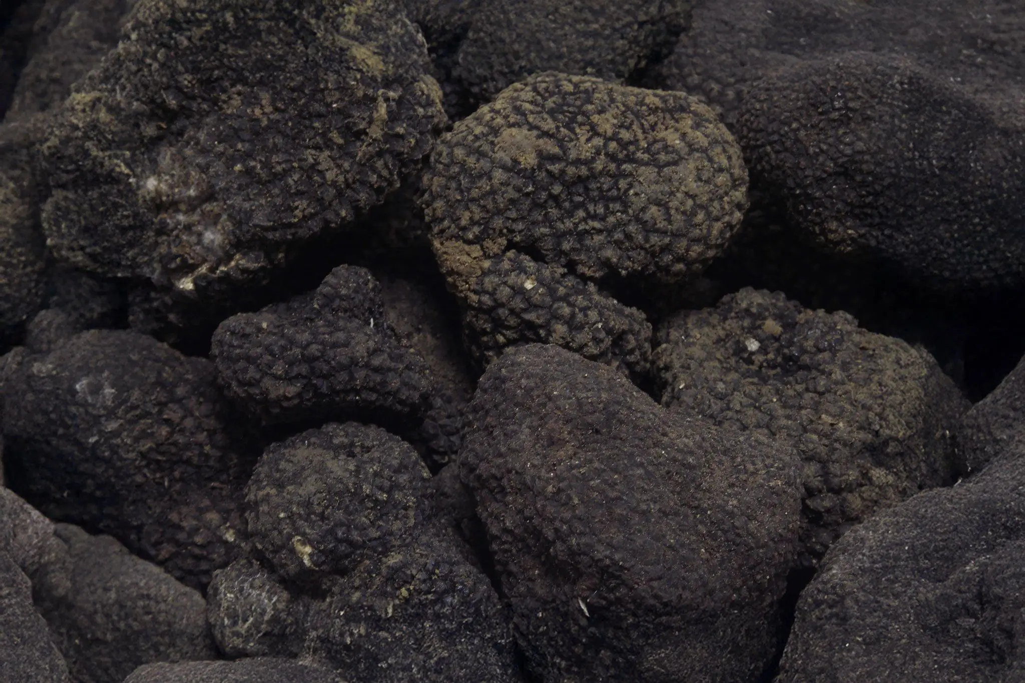 vendita tartufo nero norcia norcinerie