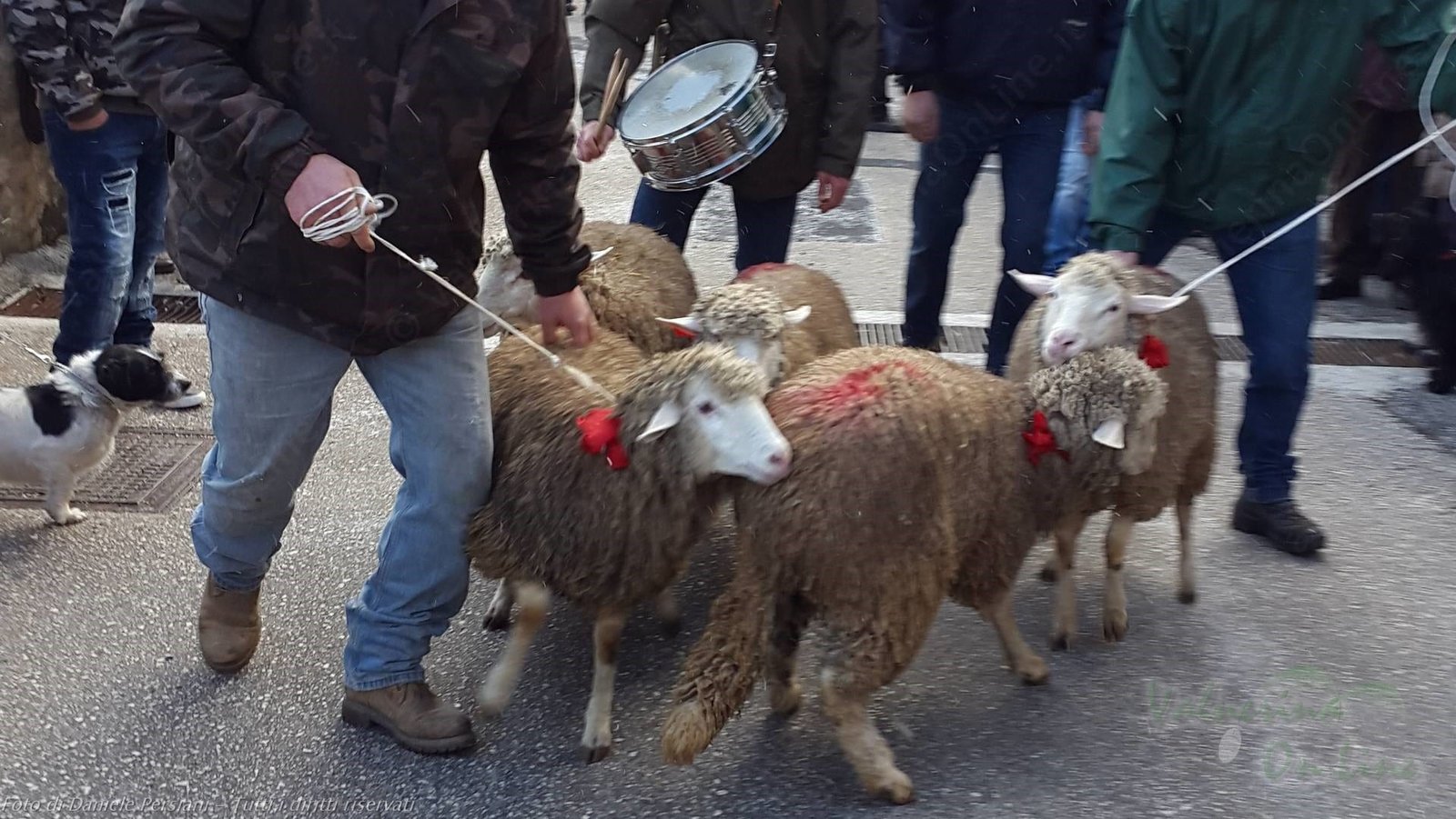 pecore sant antonio benedizione e asta delle agnelle