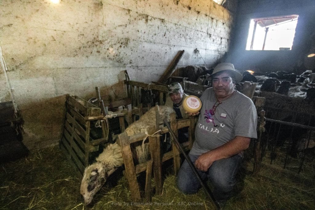 il pecorino di norcia, intervista al pastore