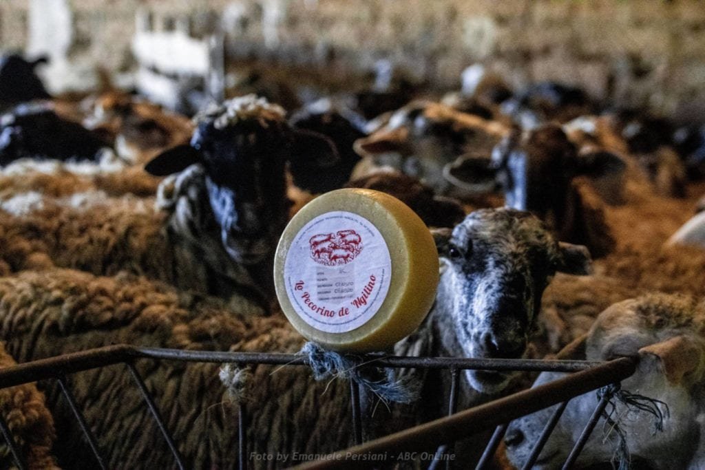 il pecorino di norcia de ngilinu con pecore al centro