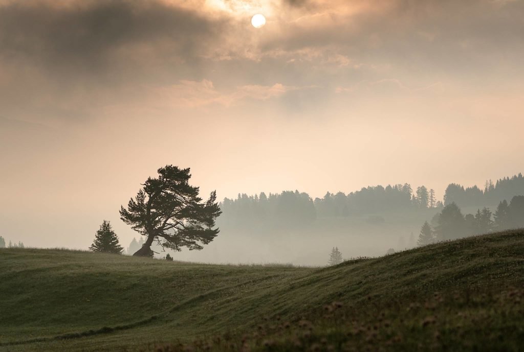 Compagna solidale Un albero per Back to campi Alba albero