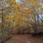 foliage Esperienza fotografica nei boschi tra i magici colori autunnali