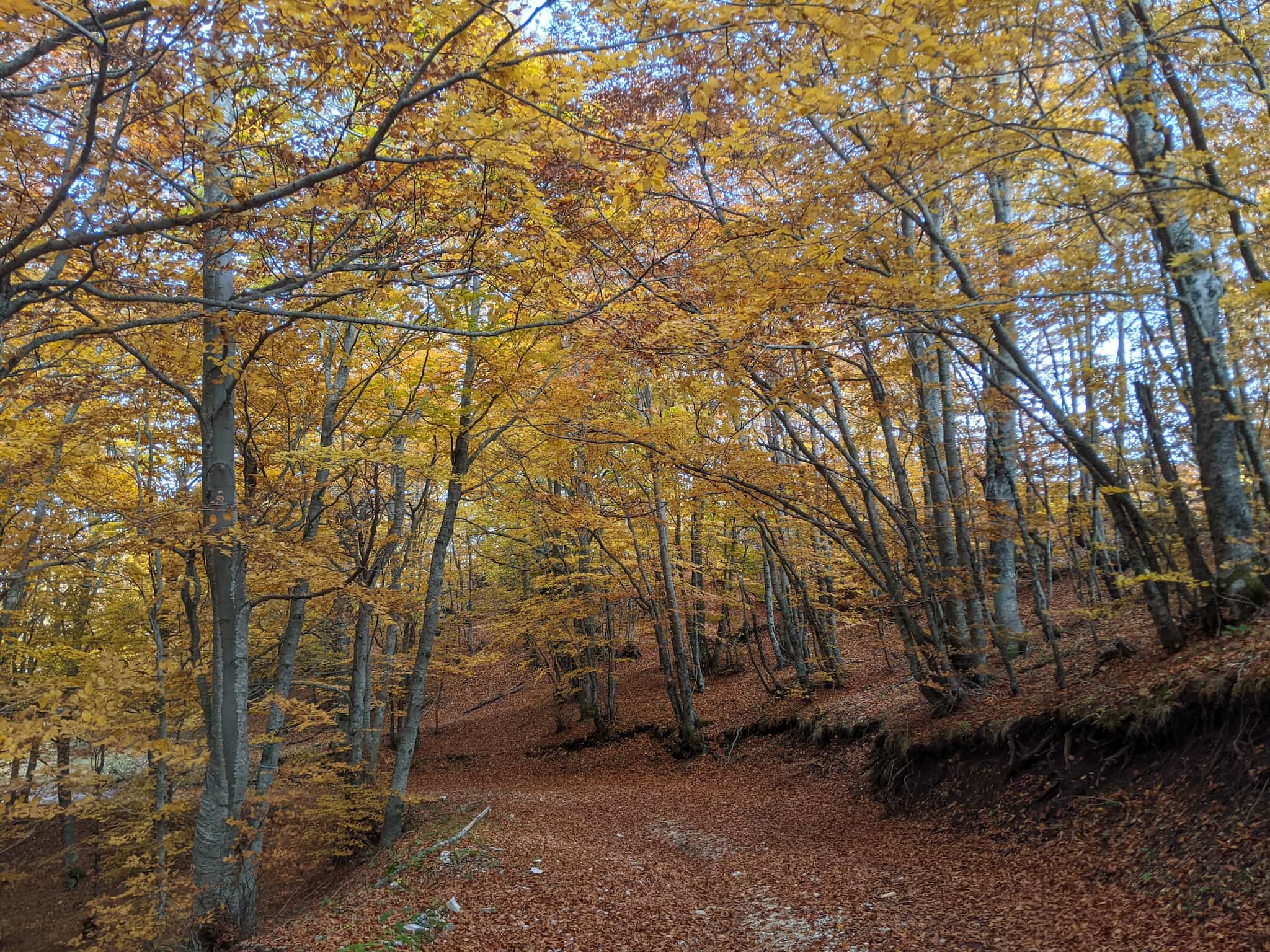 foliage Esperienza fotografica nei boschi tra i magici colori autunnali
