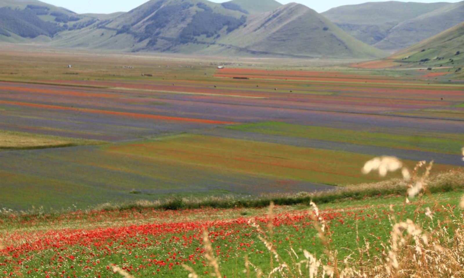 FIORITURA 2023 fioritura di castelluccio di norcia 2023