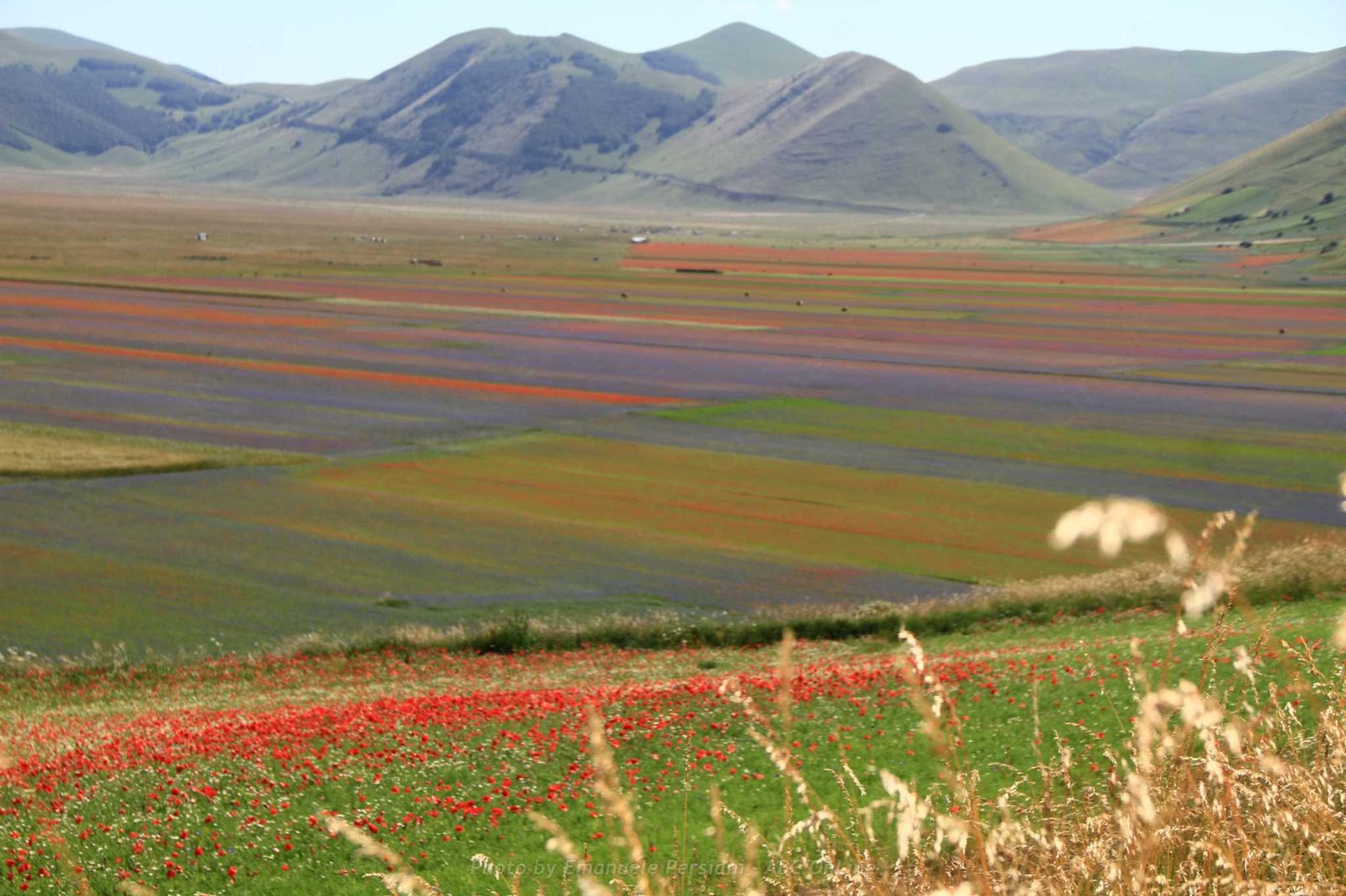 FIORITURA 2023 fioritura di castelluccio di norcia 2023