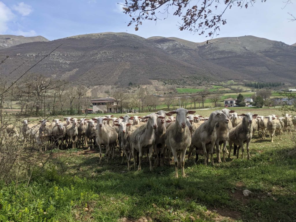 Caseificio agricolo in Valnerina pecore e agnelli