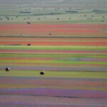 Perché crescono tanti fiori ordinati nei campi con la lenticchia.